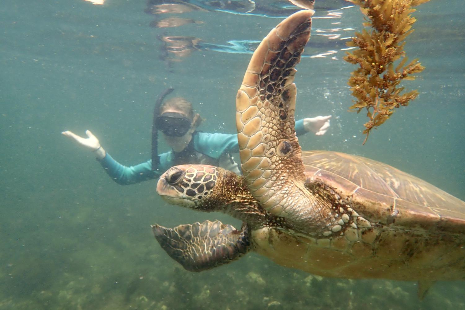 一名<a href='http://7uuy6.00766.net'>全球十大赌钱排行app</a>学生在Galápagos群岛游学途中与一只巨龟游泳.